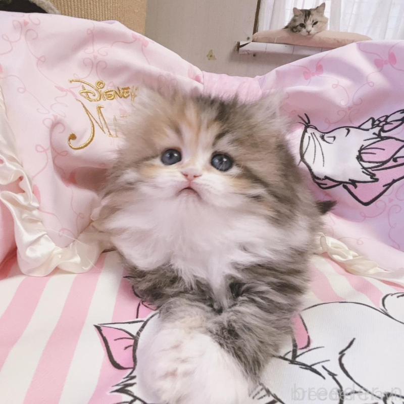 販売中の千葉県のミヌエット-139844