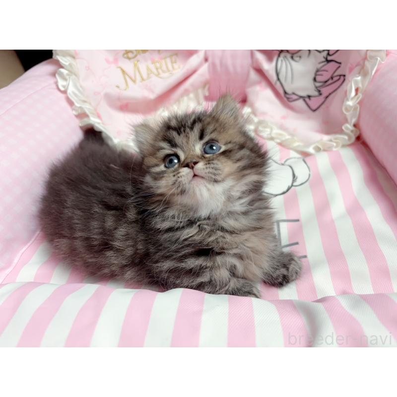 販売中の千葉県のミヌエット(短足)-139845の7枚目