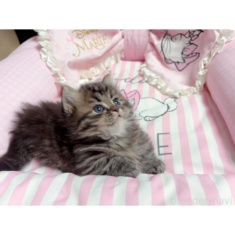 販売中の千葉県のミヌエット(短足)-139845の6枚目