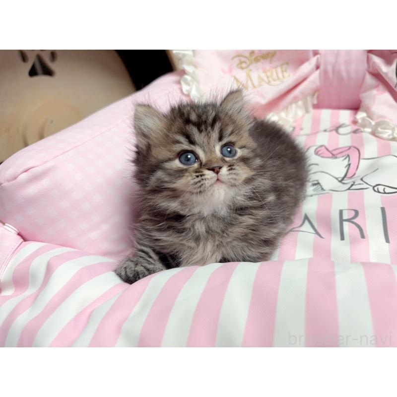 販売中の千葉県のミヌエット(短足)-139845の5枚目