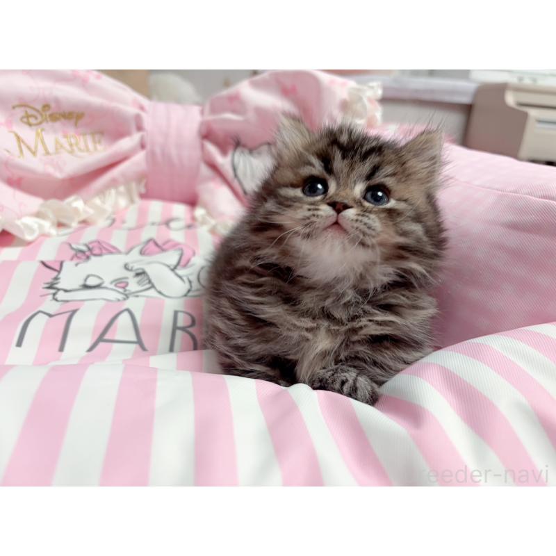 販売中の千葉県のミヌエット(短足)-139845の4枚目