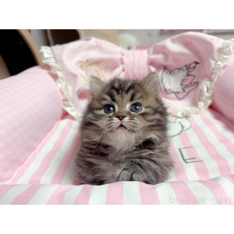 販売中の千葉県のミヌエット(短足)-139845の3枚目