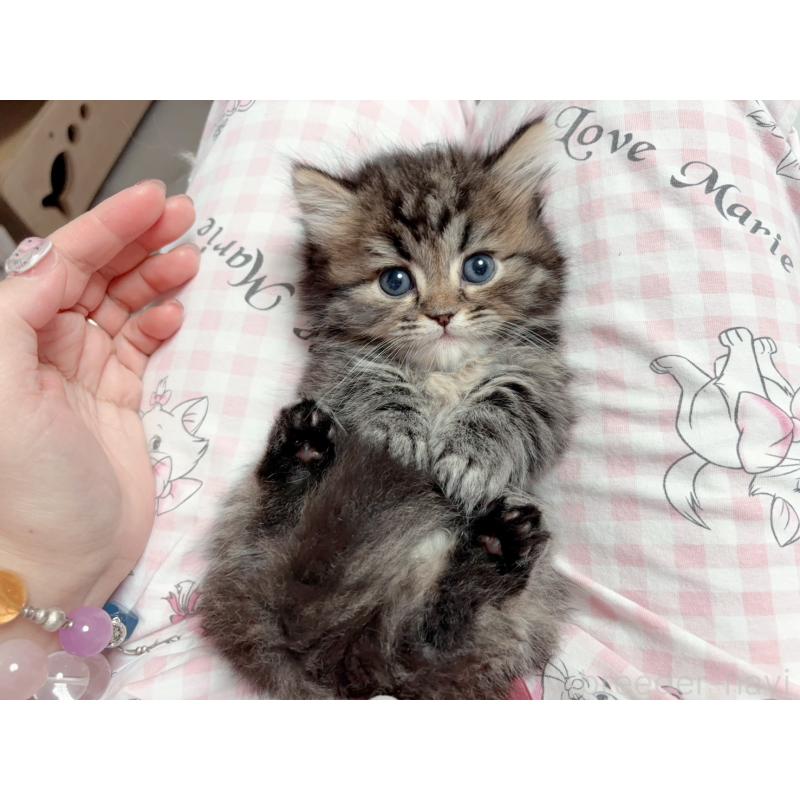 販売中の千葉県のミヌエット(短足)-139845の2枚目