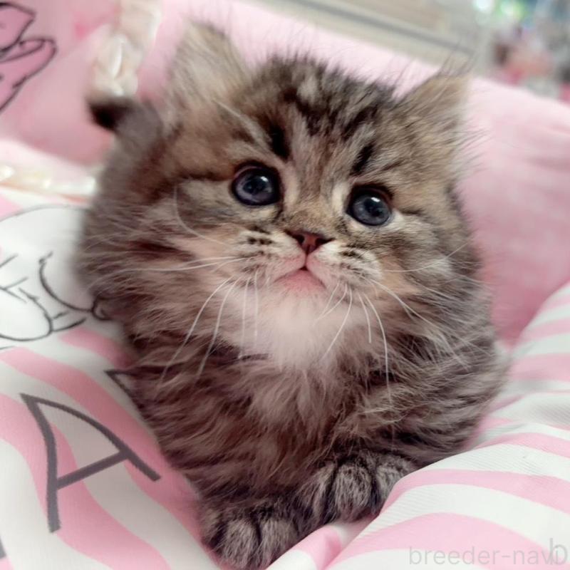 販売中の千葉県のミヌエット(短足)-139845