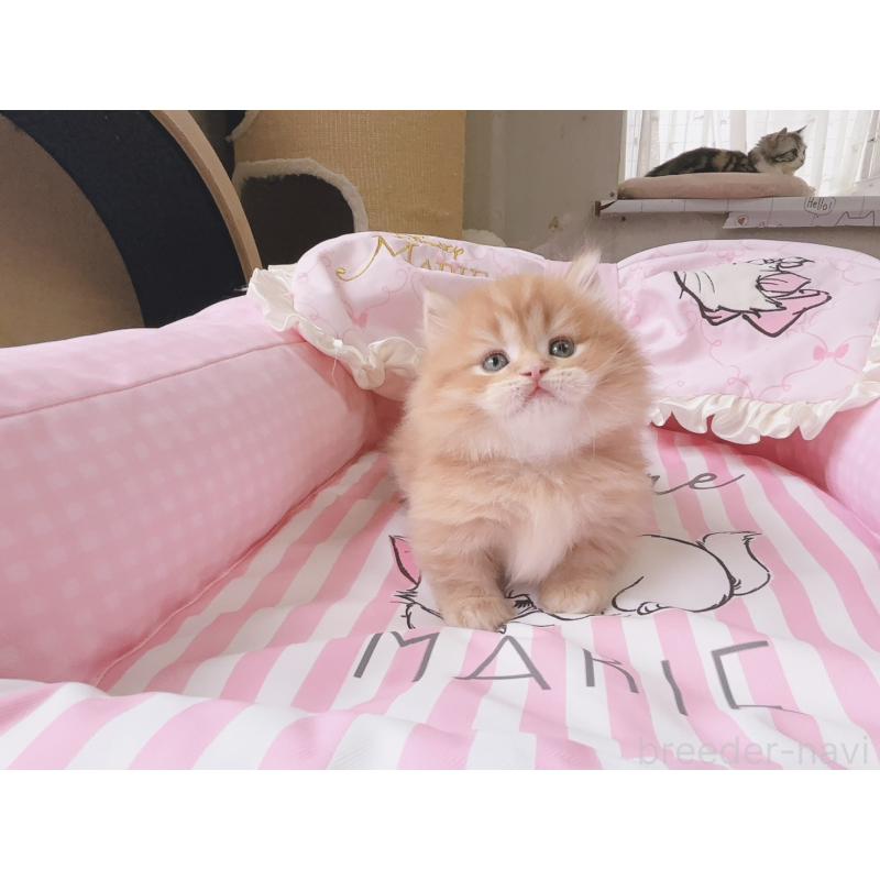 販売中の千葉県のミヌエット(短足)-139846の8枚目