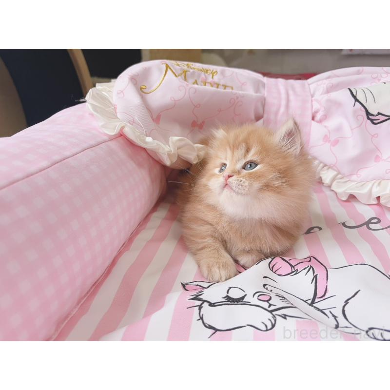 販売中の千葉県のミヌエット(短足)-139846の5枚目