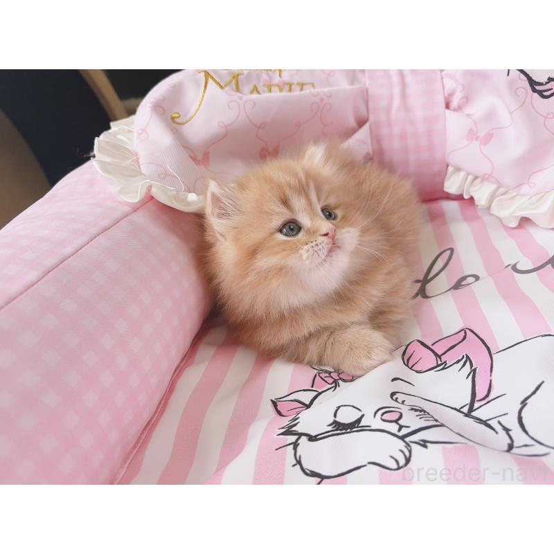 販売中の千葉県のミヌエット(短足)-139846の4枚目