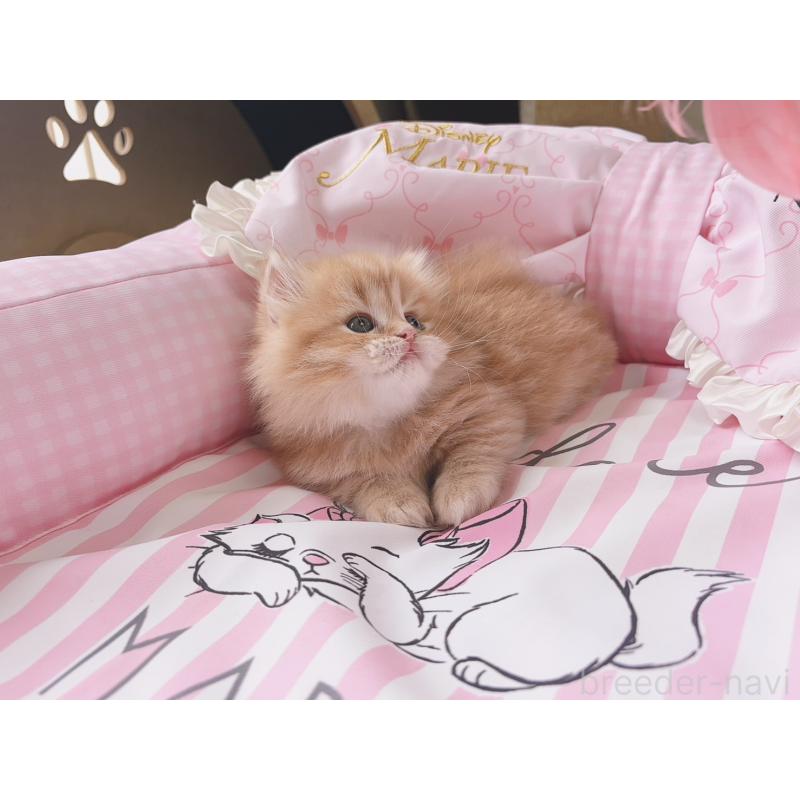 販売中の千葉県のミヌエット(短足)-139846の3枚目