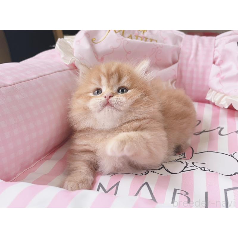 販売中の千葉県のミヌエット(短足)-139846の2枚目