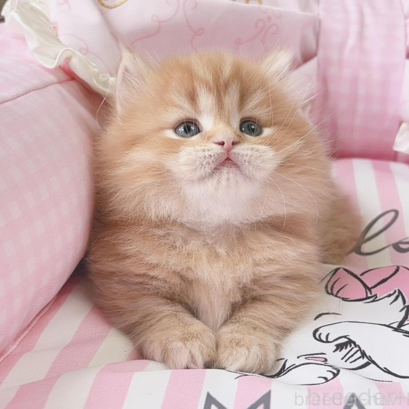 販売中の千葉県のミヌエット(短足)-139846の1枚目