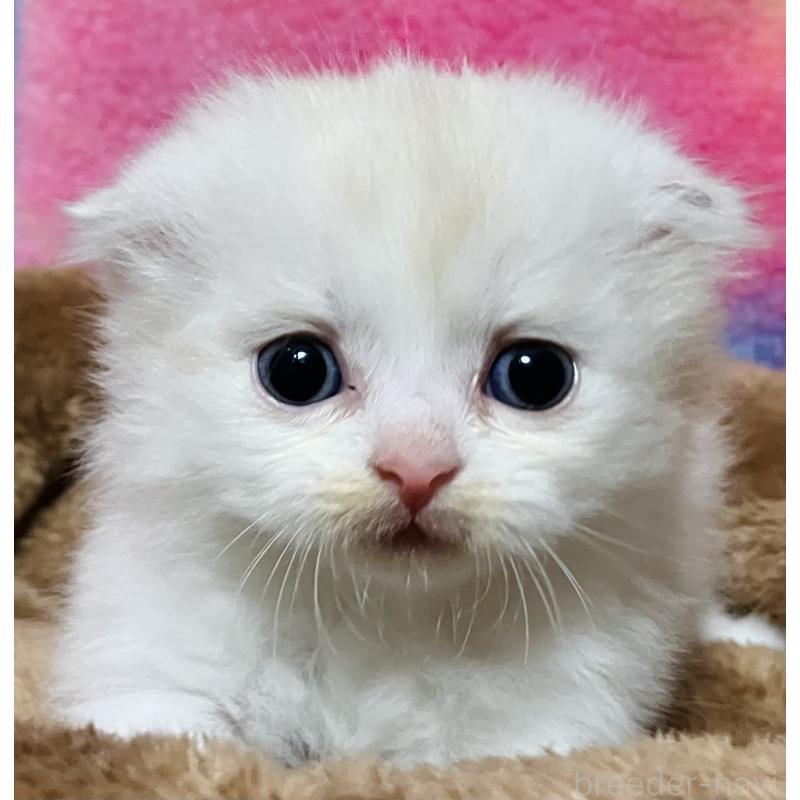 販売中の三重県のスコティッシュフォールド(折れ耳)-139847の2枚目