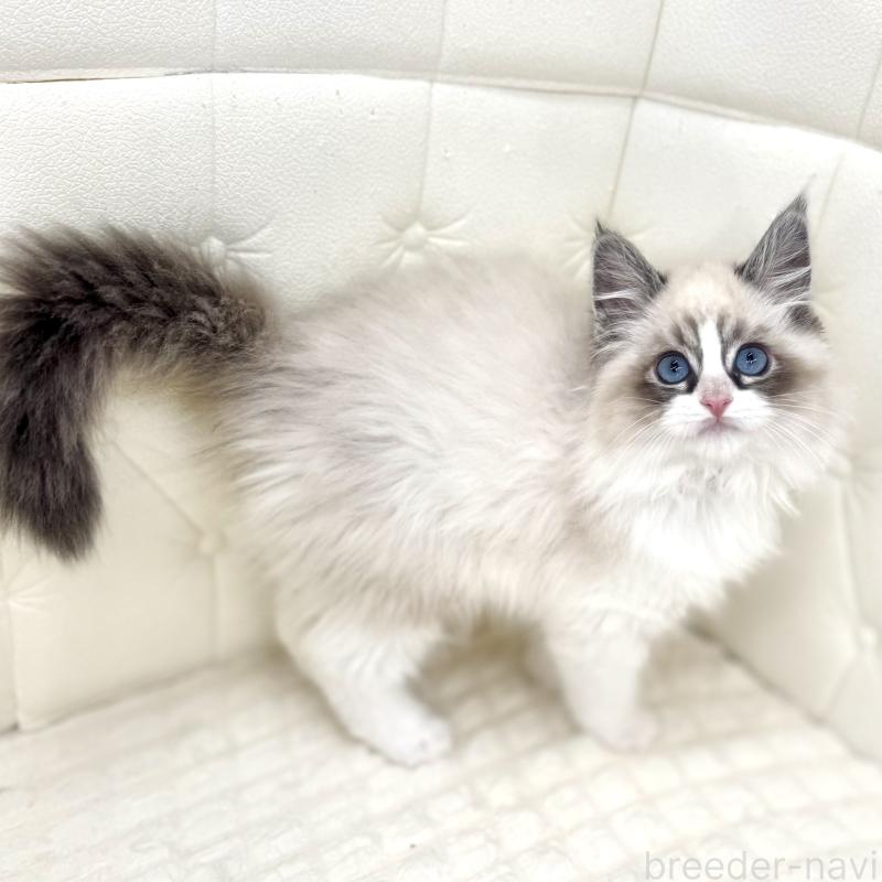 商談中の鹿児島県のネヴァマスカレード-139848の1枚目