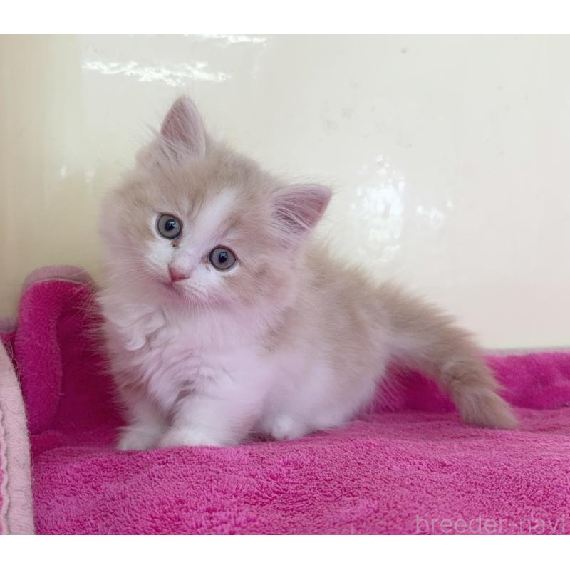 販売中の愛知県のミヌエット(短足)-137904