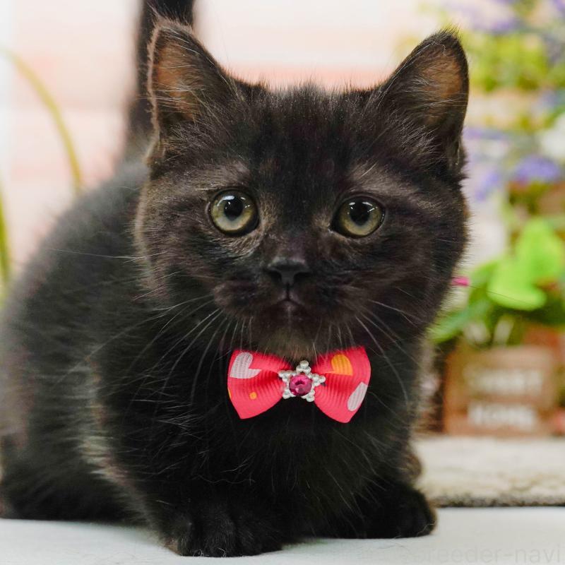 販売中の神奈川県のミヌエット-139849の1枚目