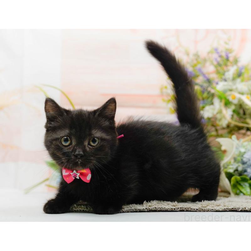 販売中の神奈川県のミヌエット-139849の11枚目