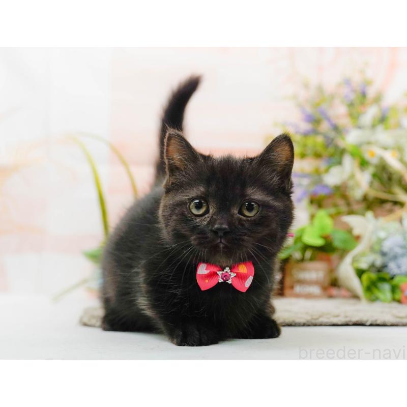 販売中の神奈川県のミヌエット-139849の10枚目