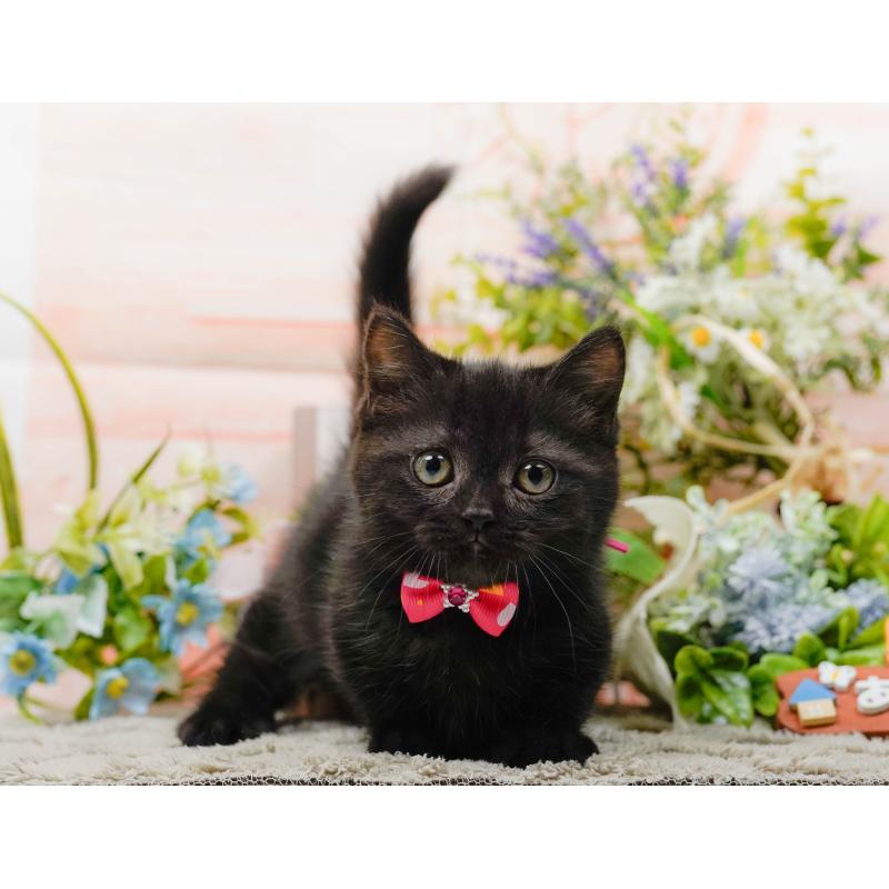 販売中の神奈川県のミヌエット-139849の9枚目