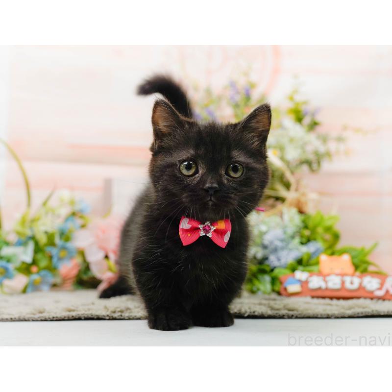 販売中の神奈川県のミヌエット-139849の8枚目