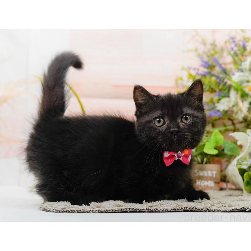 販売中の神奈川県のミヌエット-139849の7枚目