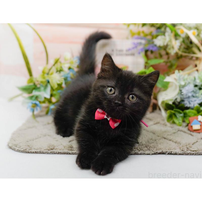 販売中の神奈川県のミヌエット-139849の6枚目