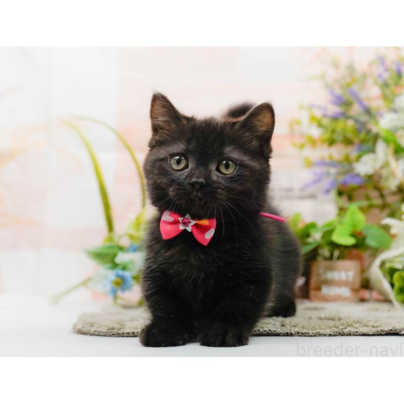 販売中の神奈川県のミヌエット-139849の5枚目