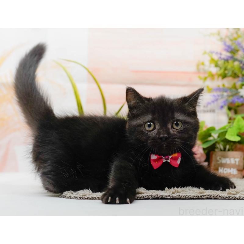 販売中の神奈川県のミヌエット-139849の4枚目