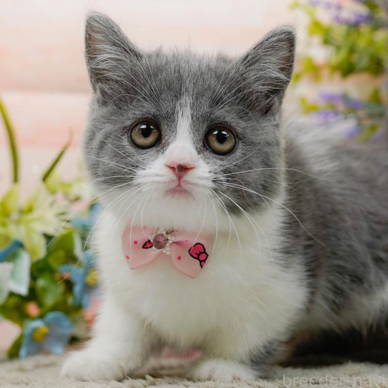 販売中の神奈川県のマンチカン-139850の1枚目