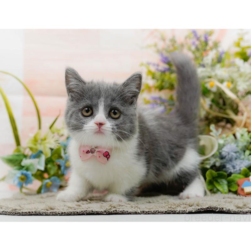 販売中の神奈川県のマンチカン-139850の11枚目