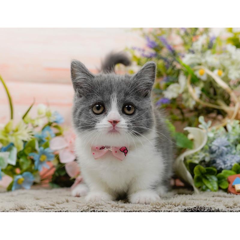 販売中の神奈川県のマンチカン-139850の10枚目