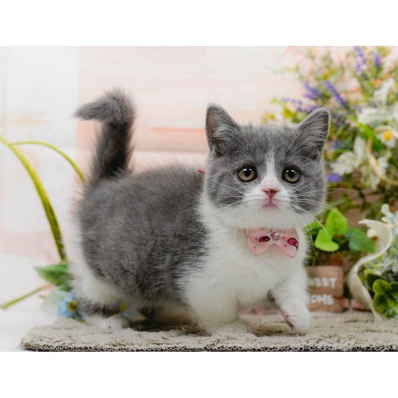 販売中の神奈川県のマンチカン-139850の9枚目