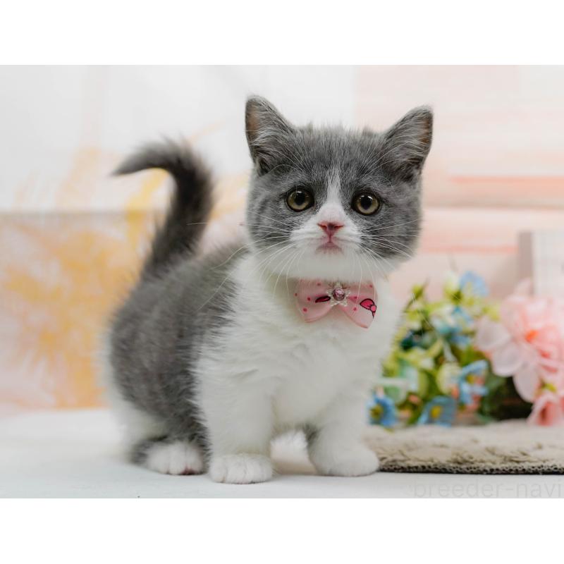 販売中の神奈川県のマンチカン-139850の8枚目