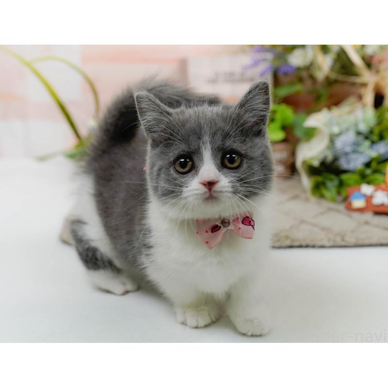 販売中の神奈川県のマンチカン-139850の7枚目