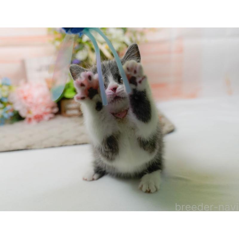 販売中の神奈川県のマンチカン-139850の6枚目