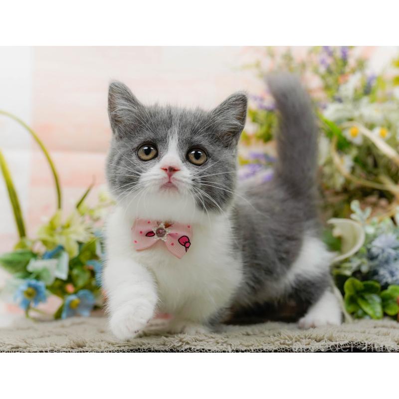 販売中の神奈川県のマンチカン-139850の4枚目