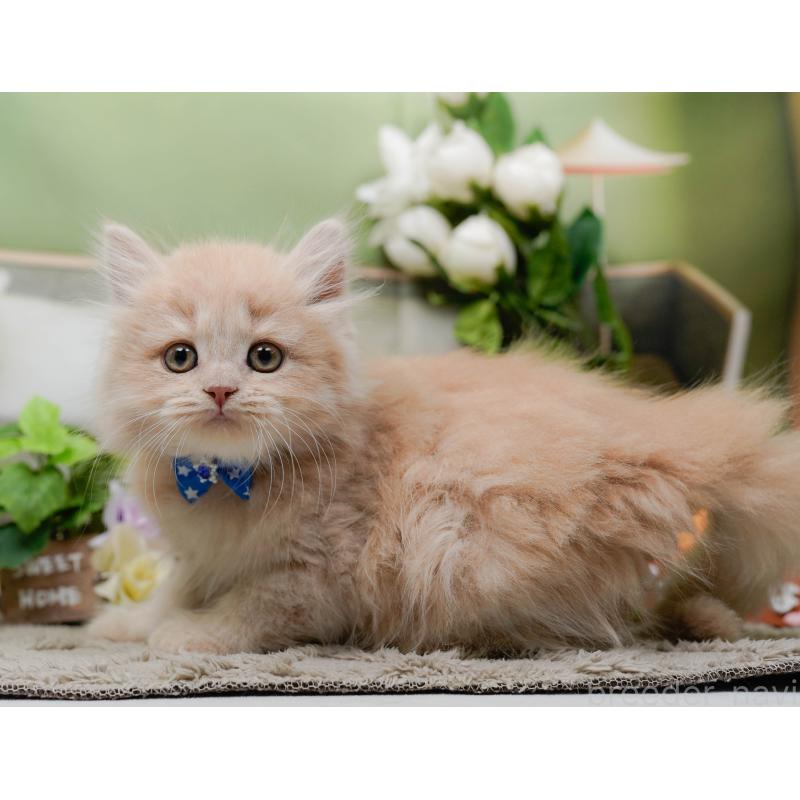 販売中の神奈川県のマンチカン-139853の11枚目