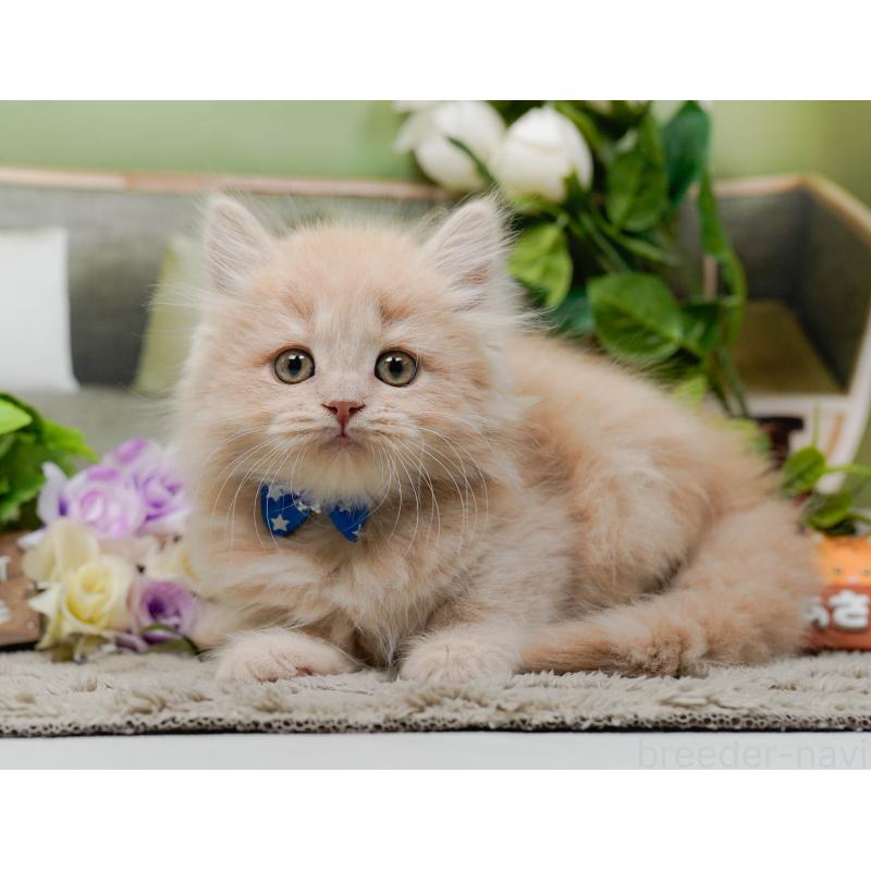 販売中の神奈川県のマンチカン-139853の10枚目