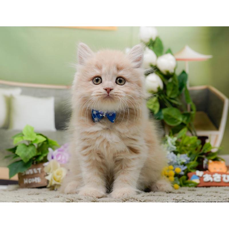 販売中の神奈川県のマンチカン-139853の9枚目