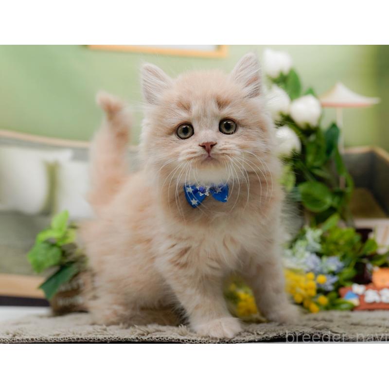 販売中の神奈川県のマンチカン-139853の8枚目