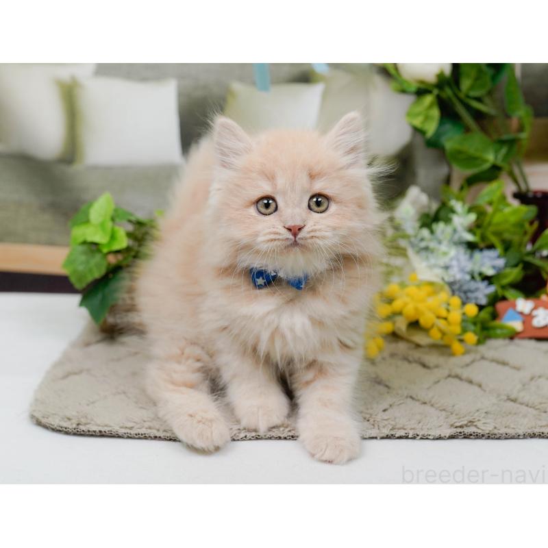 販売中の神奈川県のマンチカン-139853の7枚目