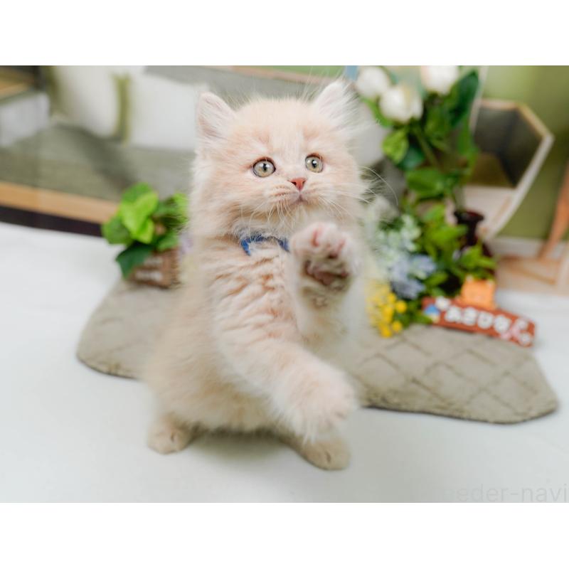 販売中の神奈川県のマンチカン-139853の6枚目