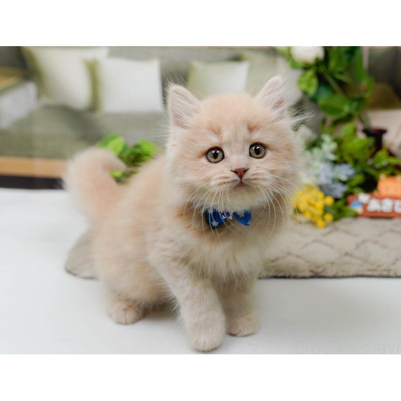 販売中の神奈川県のマンチカン-139853の5枚目