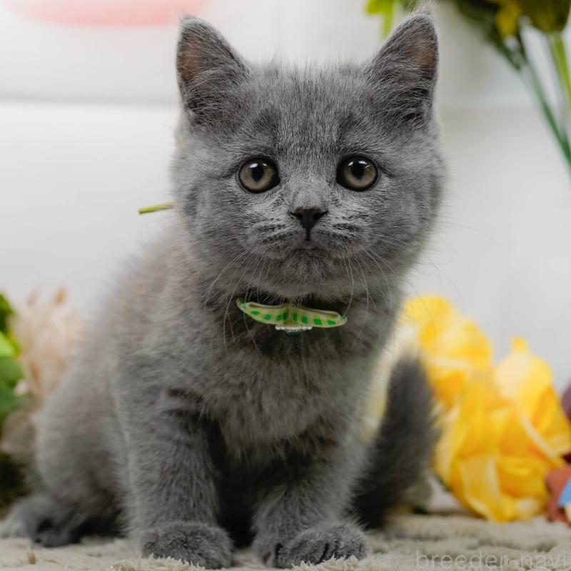 販売中の神奈川県のマンチカン-139854の1枚目