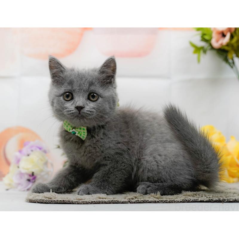 販売中の神奈川県のマンチカン-139854の11枚目