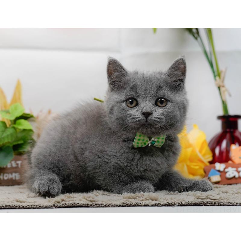 販売中の神奈川県のマンチカン-139854の10枚目