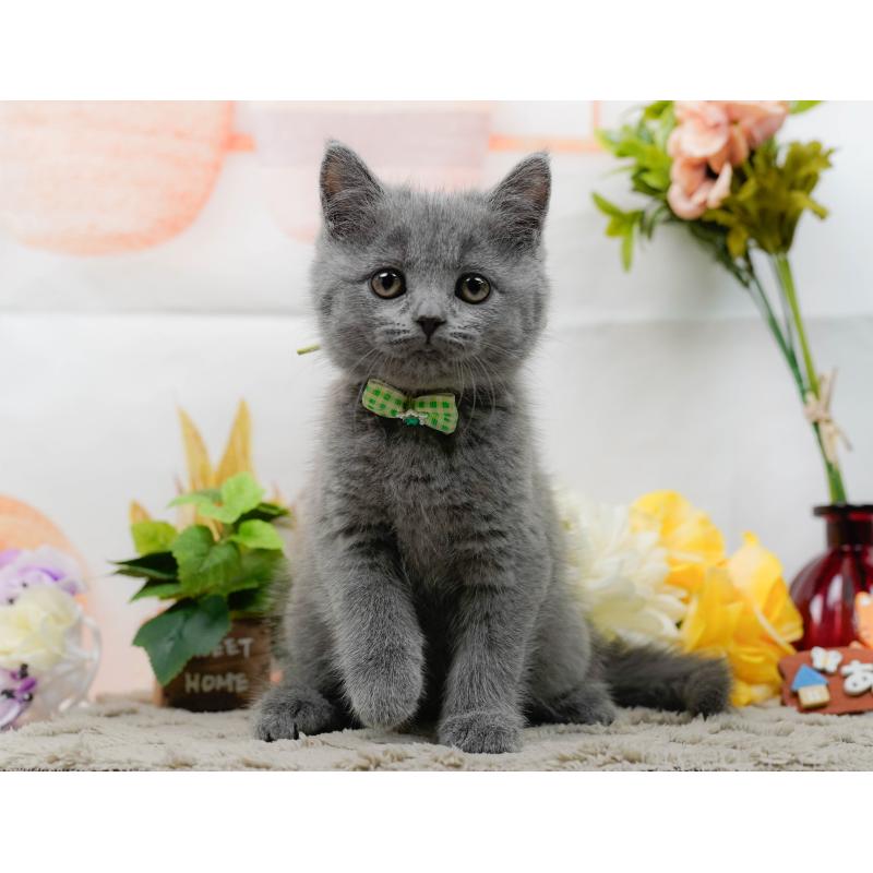 販売中の神奈川県のマンチカン-139854の9枚目