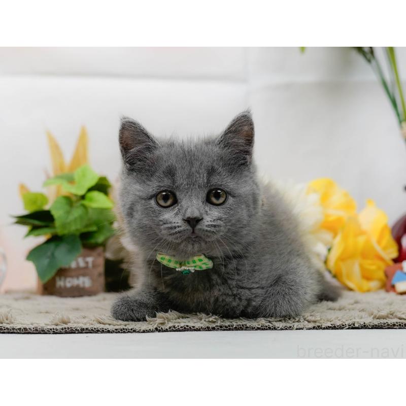 販売中の神奈川県のマンチカン-139854の7枚目