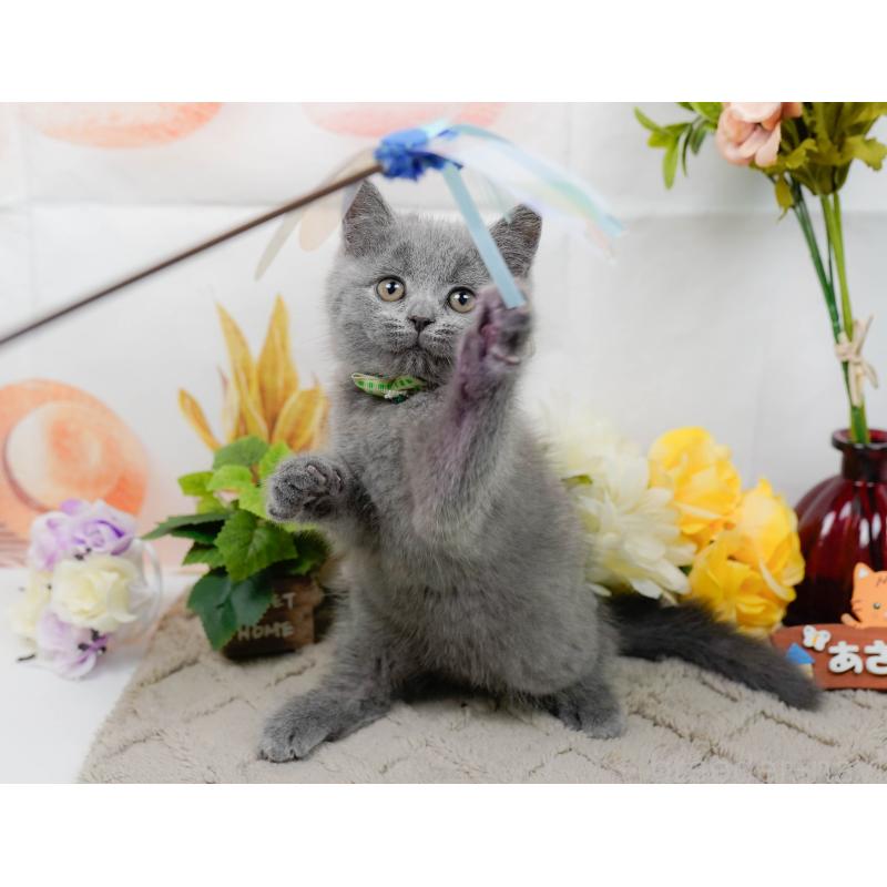 販売中の神奈川県のマンチカン-139854の6枚目