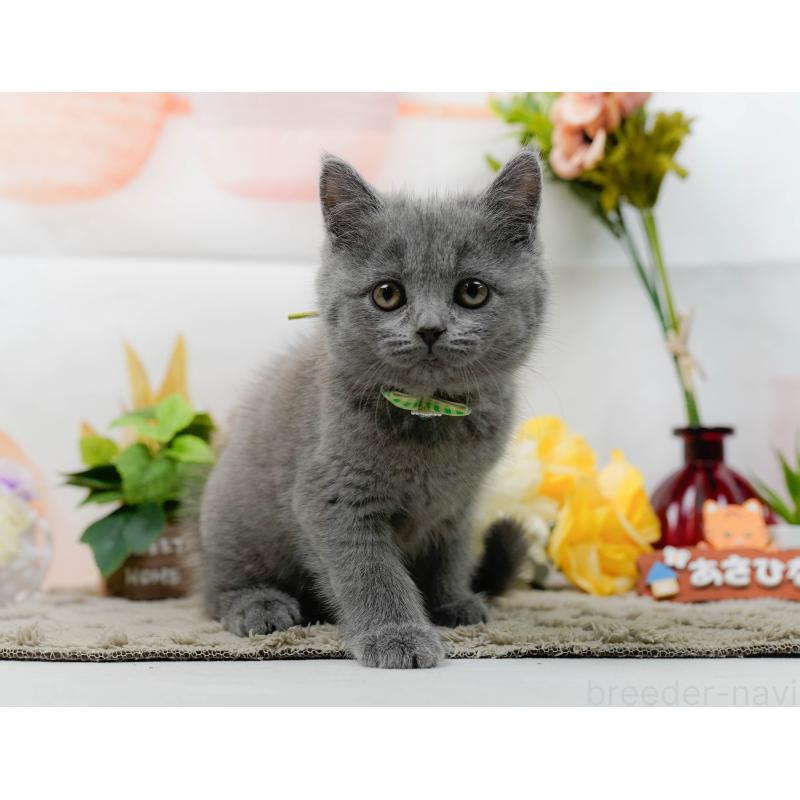 販売中の神奈川県のマンチカン-139854の5枚目