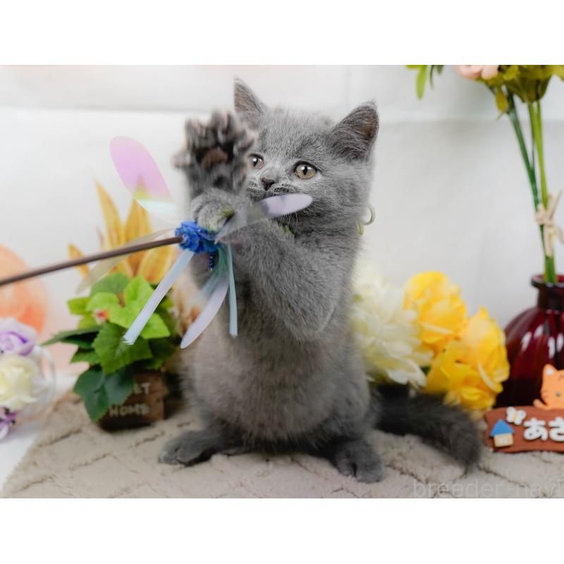 販売中の神奈川県のマンチカン-139854の4枚目