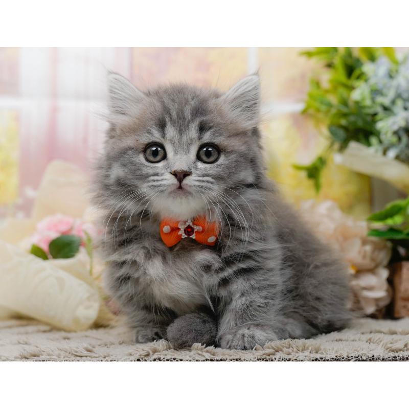 販売中の神奈川県のマンチカン-139865の11枚目